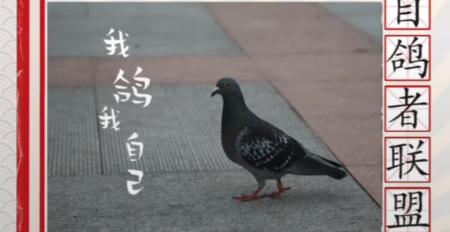 鸽声不断 意思，鸽子集合的声音 